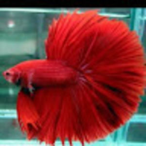 Meet your Posher, Jicky